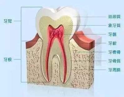 牙齿的解剖结构